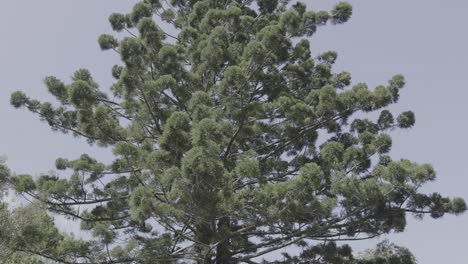 a tree sways gently in the wind