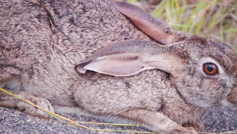 liebre de matorral agachado con pelaje canoso respirando rápido en la carretera de asfalto