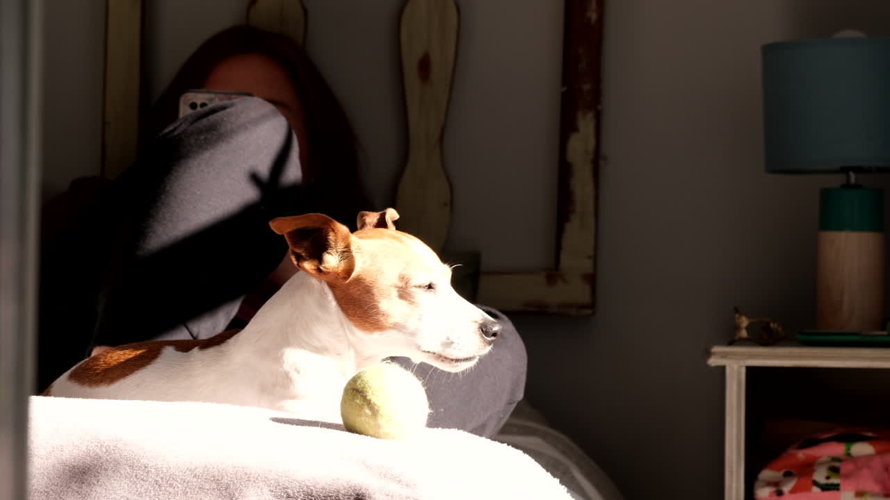Spoilt Jack Russell pet dog resting at owner's feet on bed basking in sun