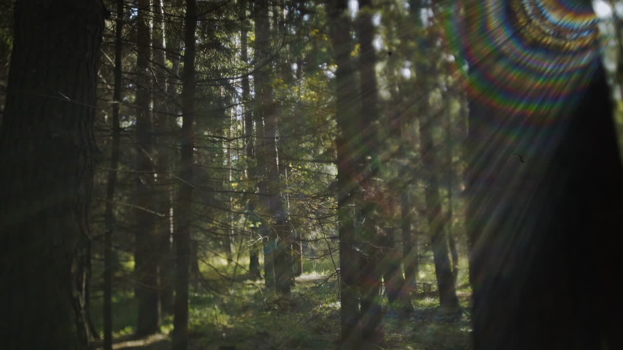 Sunset in Coniferous Forest