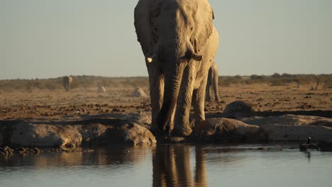 Vorderansicht-Eines-Savannah-Buschelefanten,-Der-Wasser-Am-Fluss-Trinkt