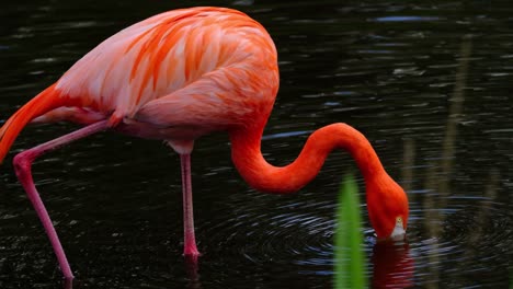 american red flamingo scavenging and creating ripples on the water surface - slowmotion