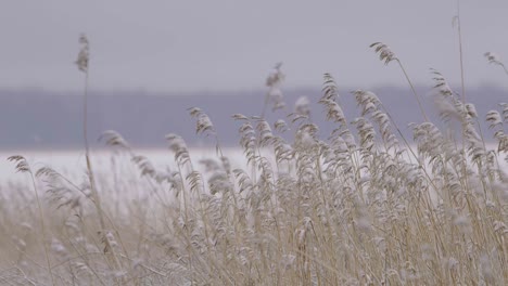 kräftiges gras in ruhiger windzeitlupe