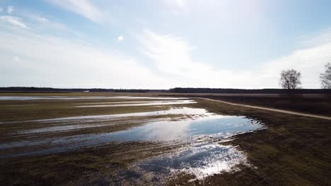 two common cranes starting, taking off from rural agricultural field for migration flight, water puddles in the field, sunny spring day, wide angle drone shot moving forward