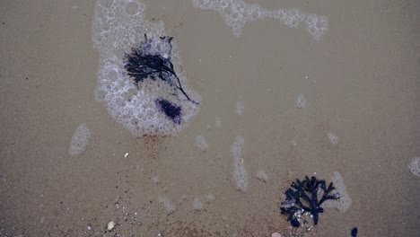 seaweed washed away by waves of baltic sea