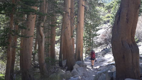 mochilero en el desierto, mujer joven con mochila caminando por senderos en el bosque en un día soleado de verano, fotograma completo