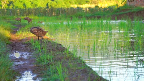 Enten-Reinigen-Ihre-Federn,-Nachdem-Sie-Auf-Dem-Wasser-Geschwommen-Sind