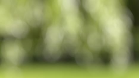 vuelo de limón y rebanadas en el fondo del jardín
