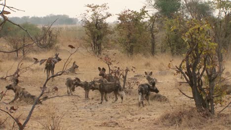 Manada-De-Perros-Salvajes-Africanos-Que-Regresan-De-La-Caza-Matutina,-Tiro-Largo-Durante-La-Estación-Seca-Con-Algunos-Arbustos-En-El-Fondo