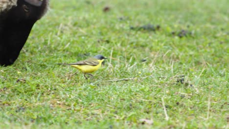 yellow wagtails between sheep in pasture meadow grass