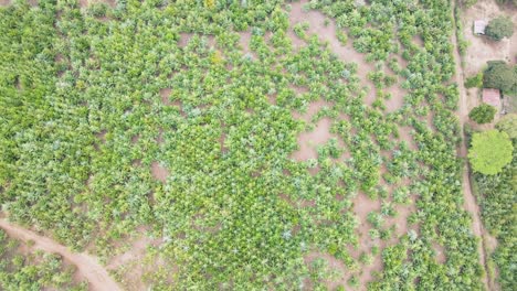 Copas-De-Los-árboles-Contra-El-Cielo-Soleado-Bosque-De-Pinos-Es