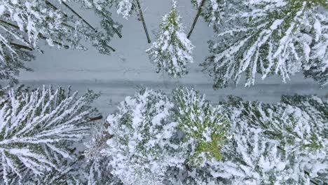 A-road-leading-through-a-snowy-forest