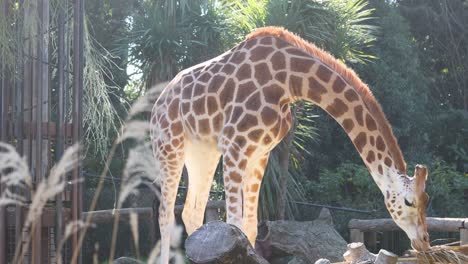 la jirafa se inclina para beber agua en el zoológico