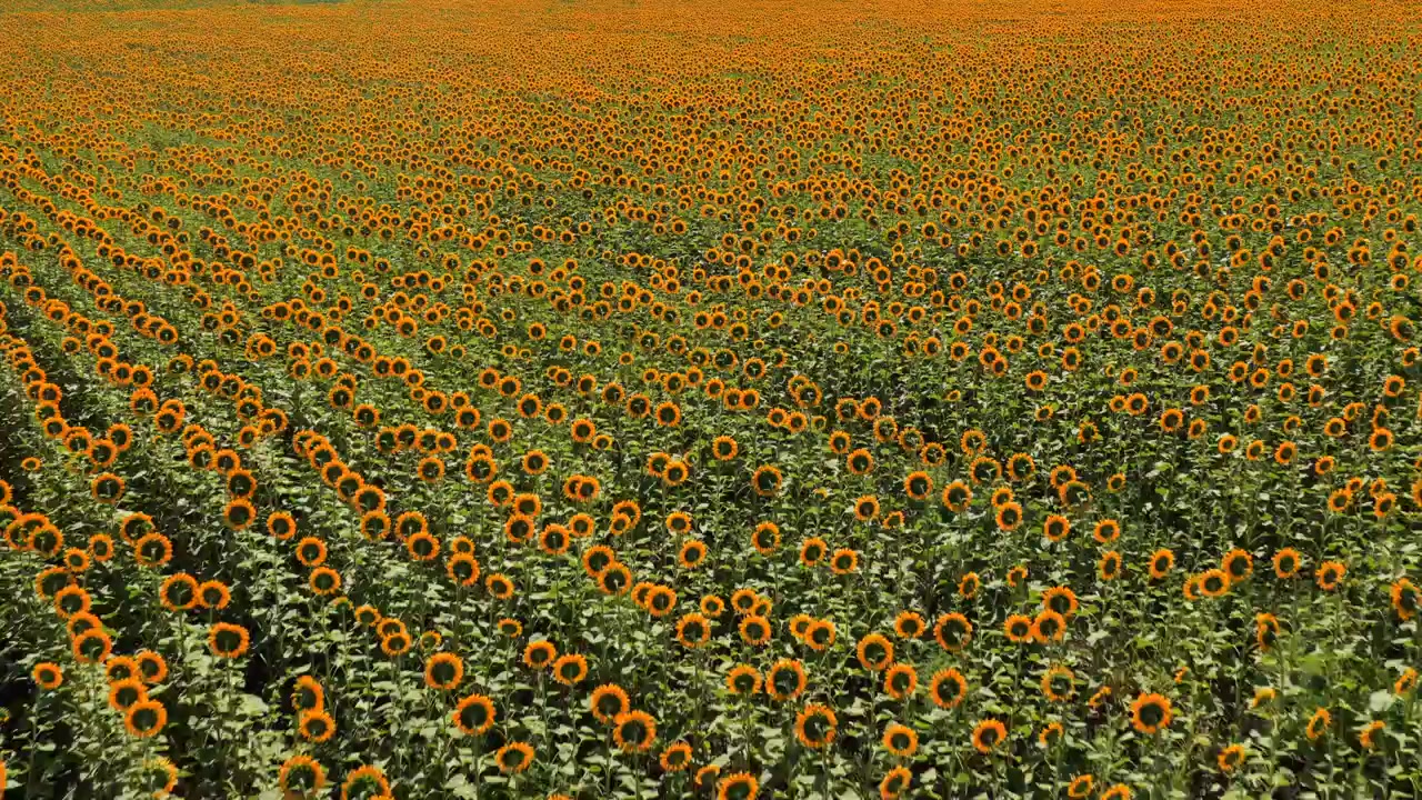 Vista aerea con drone di girasoli con steli e foglie verdi rivolti in direzione opposta, che crescono in un grande campo agricolo. Moldavia.