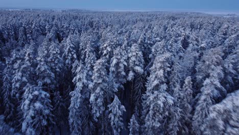 Boreal-seasonal-forests-covered-with-frost-in-early-morning-light-aerial-view