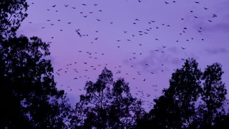 thousands of bats take to sky in flight at dusk in carnarvan national park queensland australia 1