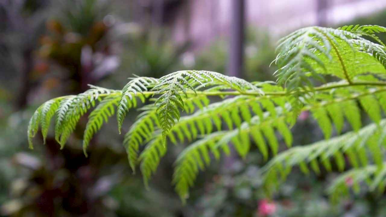 hermosas hojas verdes que soplan en el viento en la selva tropical selva tropical en europa