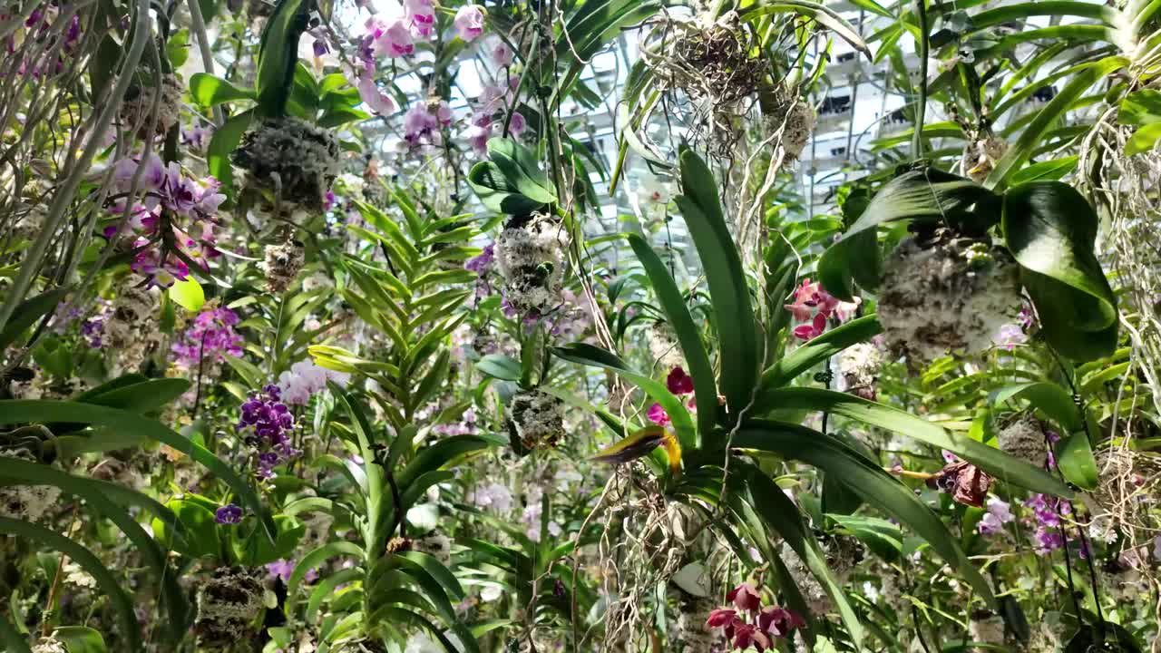 Hanging orchids plant garden greenhouse Rhynchostylis coelestis Vanda Dendrobium variety