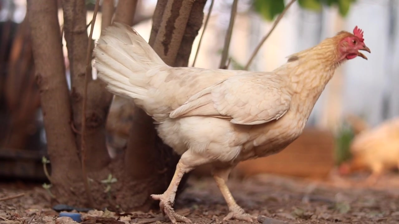 Primo piano di galline che camminano in un allevamento di pollame ruspante
