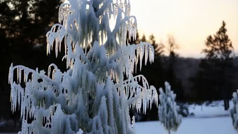 árbol congelado en el paisaje de invierno