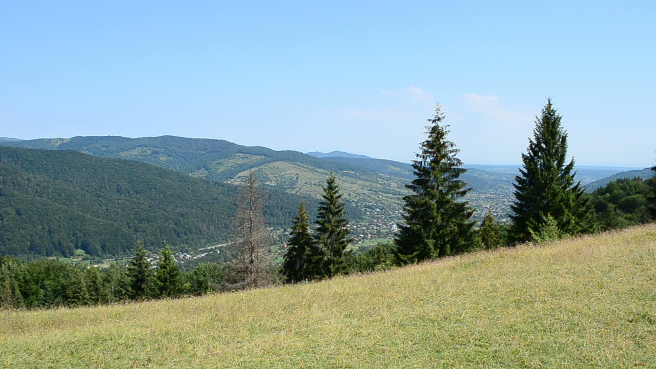 Montagne e pini, riprese in estate. Il bosco e i pini in montagna.
