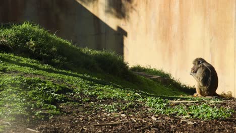 babuino comiendo comida en un recinto del zoológico