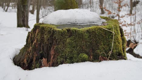 Tronco-Verde-Cubierto-De-Nieve-En-El-Bosque