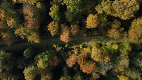 top down view of pathway in colorful autumn forest - beautiful landscape with empty rural road in fagne du rouge poncé, belgium - aerial drone shot