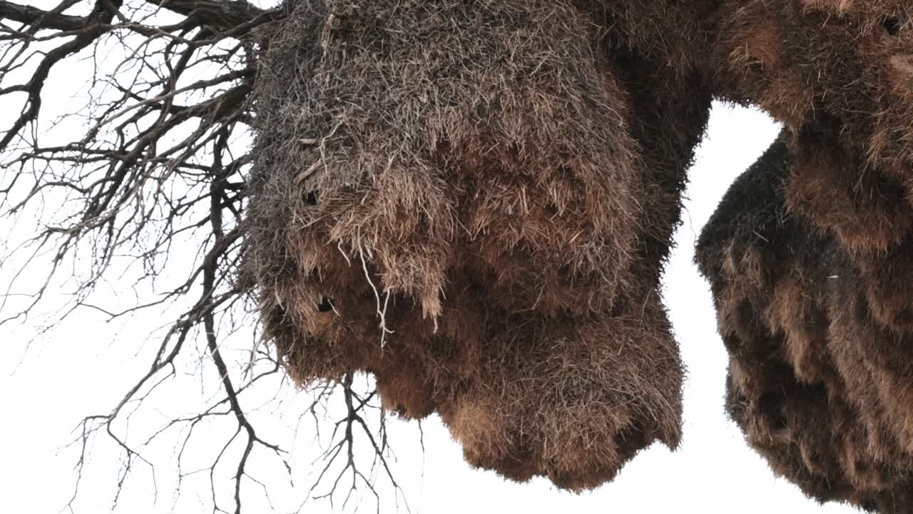 A large communal weaver bird nest in a tree in the Kalahari National Park