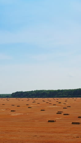 huge wheat farmland after picking crops. rising over the field full of hay bales scattered around. blue sky backdrop. vertical video