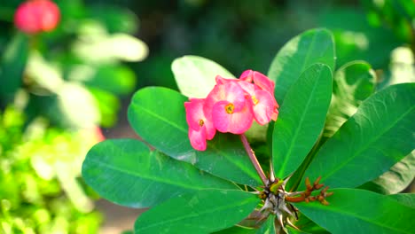 flower in the garden shined at sun-65