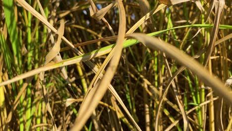 Grasshopper-on-vibrant-rice-plant-stem-on-sunny-day,-follow-view