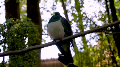 majestic kereru (hemiphaga novaeseelandiae), new zealand's largest pigeon perched on branch with lush green forest backdrop in aviary.