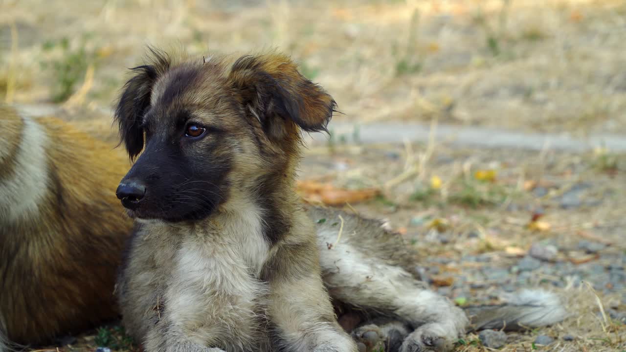 Homeless puppy lying on the ground