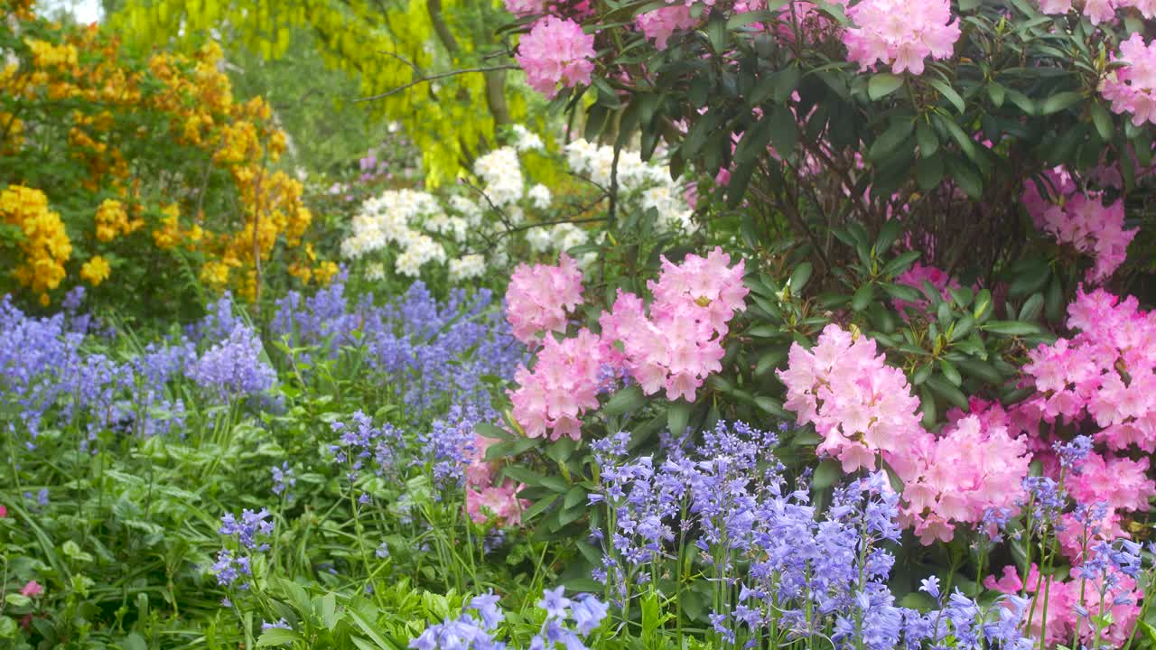 Variety of colorful flowered bushes in Japanese garden