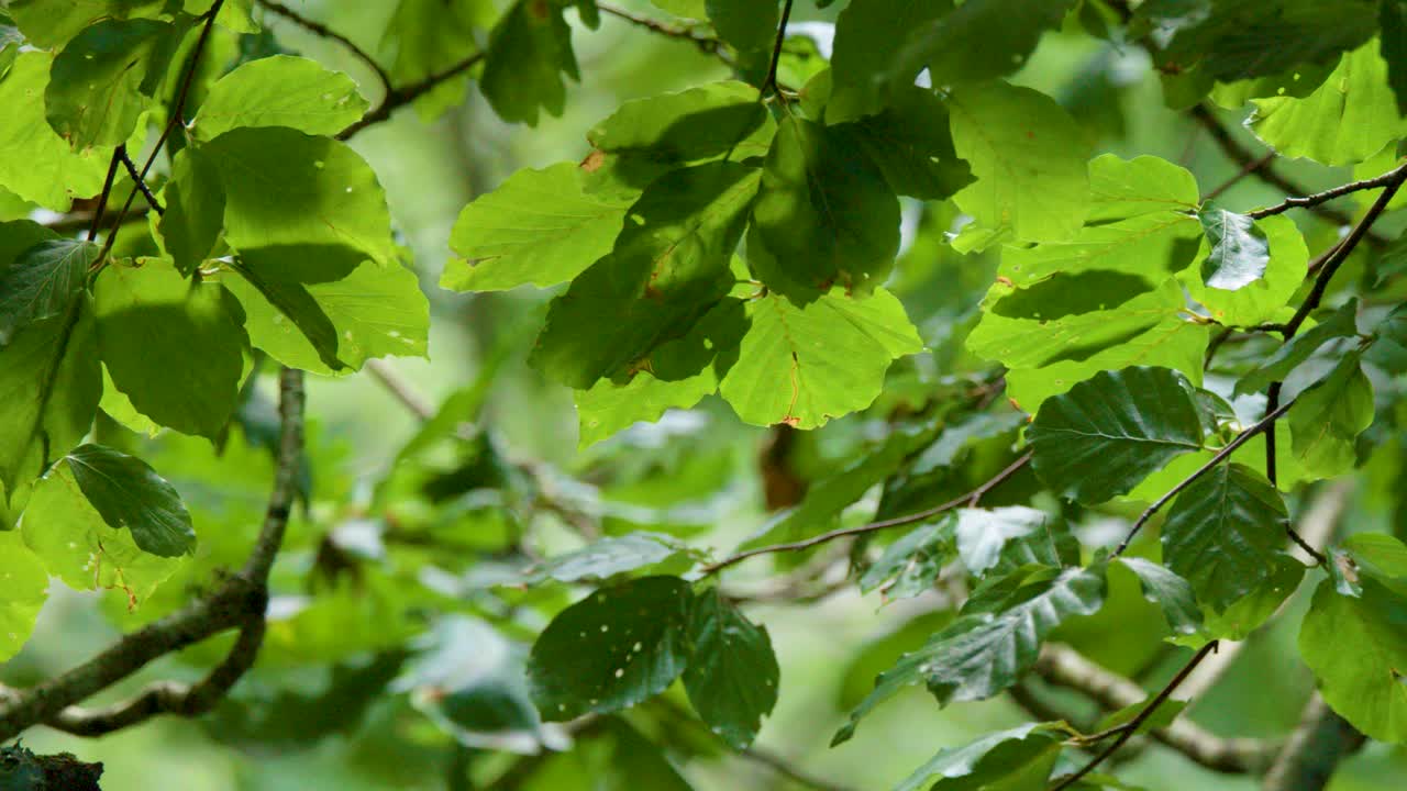 Close-up of beech tree leaves gently moving in natural daylight, soft focus, tranquil mood
