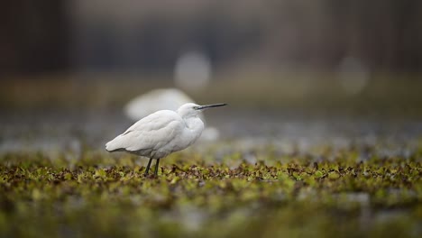 Pesca-De-Garceta-Pequeña-En-Humedal-D