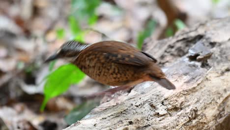 eared pitta, hydrornis phayrei, thailand