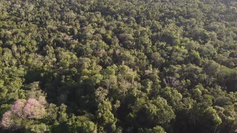 Aerial-flyover-deep-Iguazu-Jungle-in-Argentina-during-sunlight-in-summer---Green-leaves-on-treetop-in-scenic-area