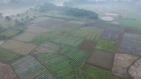 aerial view of agricultural fields
