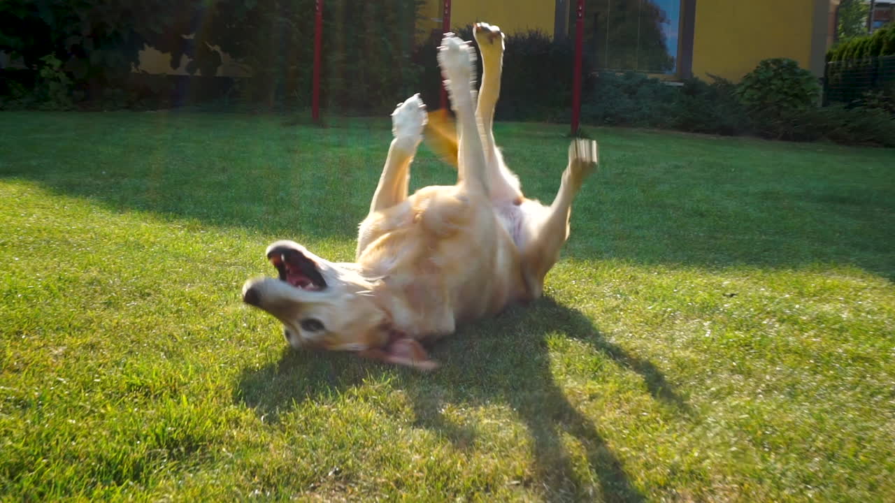 Felice cane Labrador che si diverte ad annusare nell'erba e a grattarsi la schiena in giardino