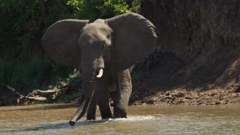 Elefanten,-Die-Im-Flachen-Wasser-Spazieren-Gehen,-Um-Der-Heißen-Mittagssonne-Zu-Entkommen