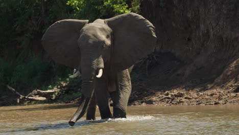 elefante caminando en las aguas poco profundas para escapar del caliente sol del mediodía