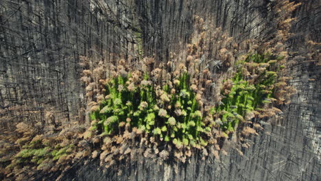 contrasting green patch of forest vegetation surrounded by burnt terrain