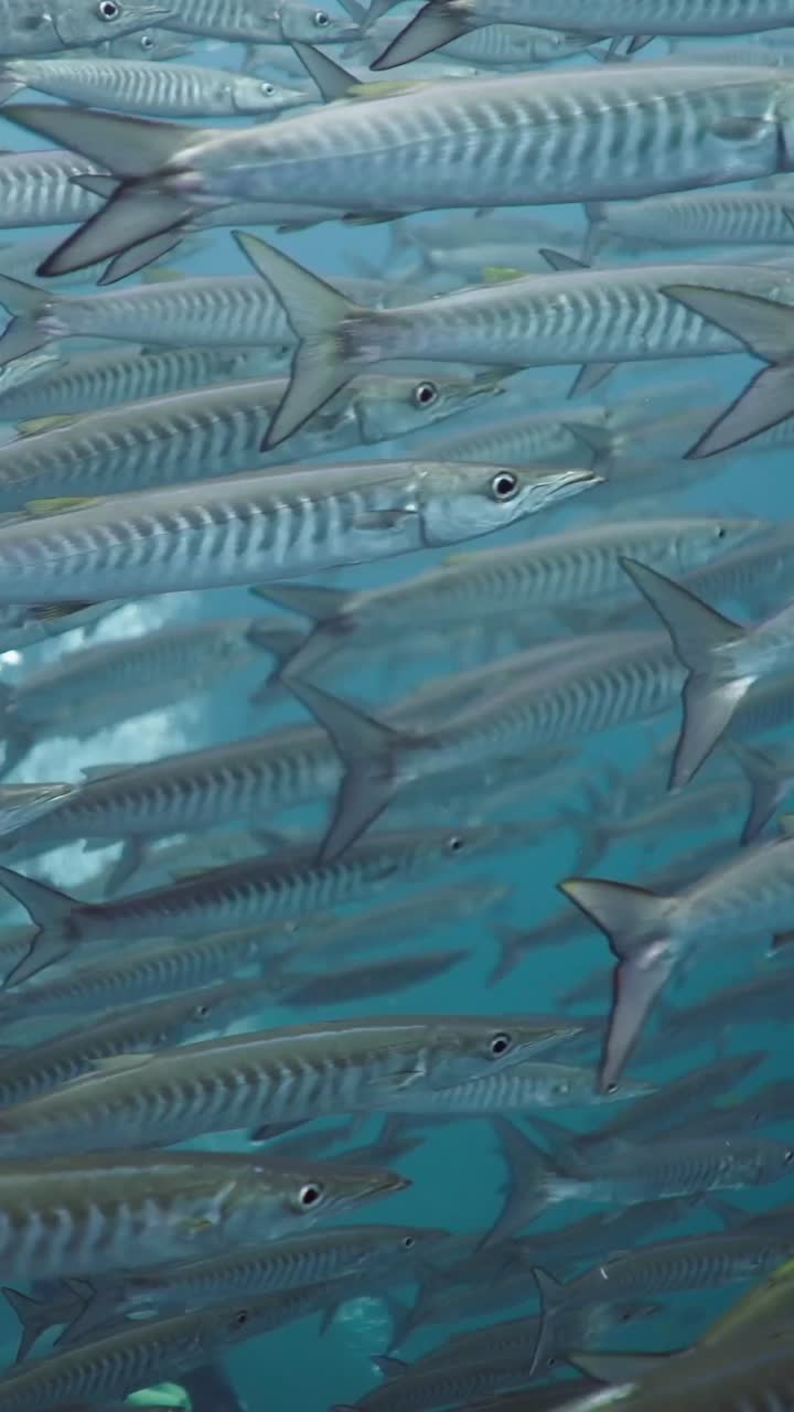 School of Barracuda Underwater