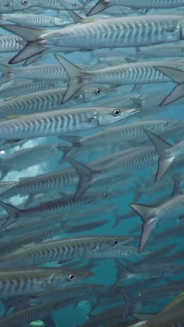 school of barracuda underwater