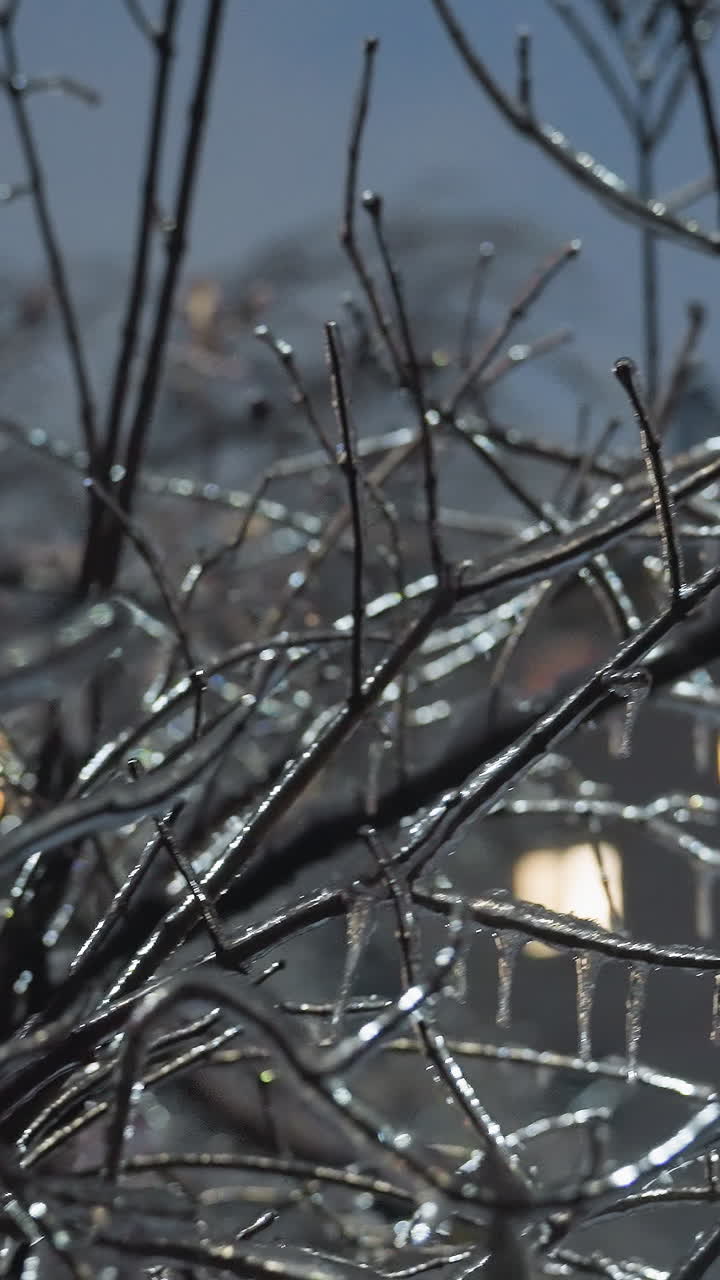 крупный план обнаженных ветвей деревьев, покрытых ледяными кусочками и снежинками, освещенных светящимся светом на заднем плане с размытыми силуэтами деревьев и здания