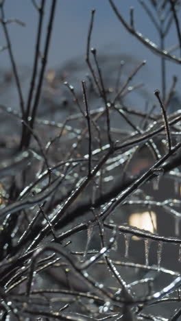 primer plano de ramas de árboles desnudas y heladas cubiertas de hielo y gafas de nieve, iluminadas por una luz brillante en el fondo con siluetas borrosas de árboles y un edificio