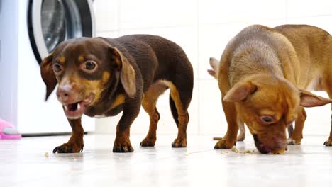 little cute dogs eating food treats from ground