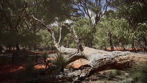 red-sand-bush-with-trees